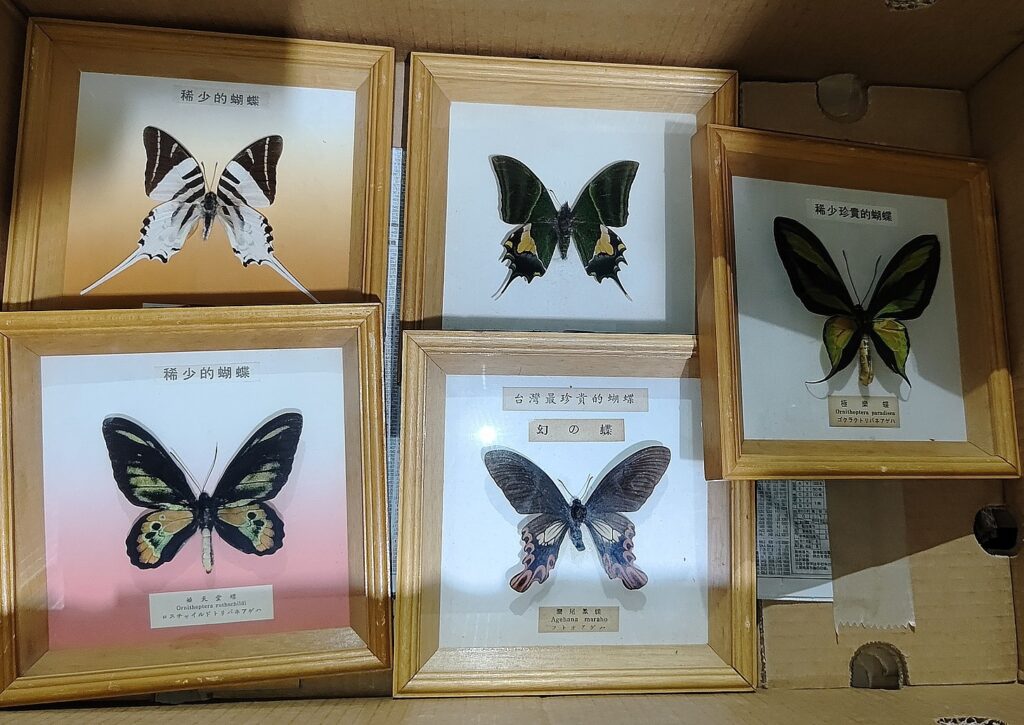 butterfly
